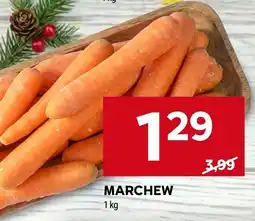 Stokrotka Marchew Stokrotka oferta