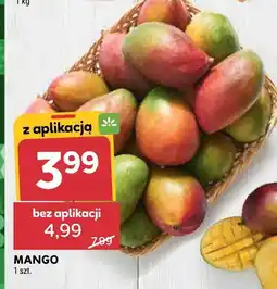 Stokrotka Mango Stokrotka oferta