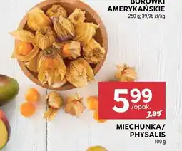 Stokrotka Miechunka / Physalis Stokrotka oferta