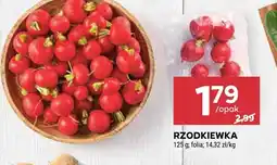 Stokrotka Rzodkiewka Stokrotka oferta