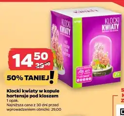 Netto Klocki kwiaty w kopule hortensje pod kloszem oferta