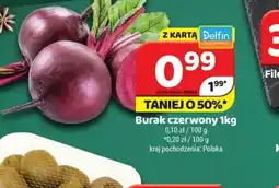 Delfin Burak czerwony oferta