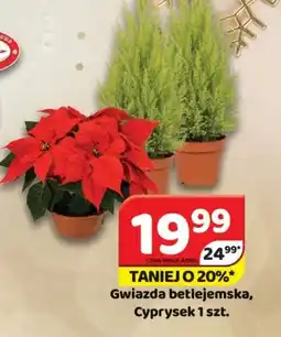 Delfin Gwiazda betlejemska, Cyprysek oferta