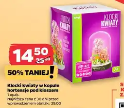 Netto Klocki hortensje pod kloszem oferta