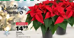 Netto Poisencja Netto oferta