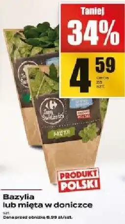 Supeco Bazylia lub mięta w doniczce Supeco oferta