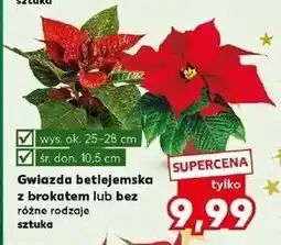 Kaufland Gwiazda betlejemnska oferta