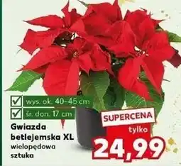Kaufland Gwiazda betlejemska 17 cm oferta