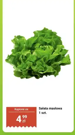 Biedronka Sałata masłowa 1 szt. Biedronka oferta
