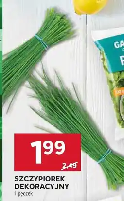 Stokrotka Szczypiorek dekoracyjny Stokrotka oferta