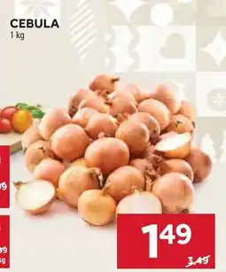 Stokrotka Cebula Stokrotka oferta