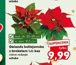 Kaufland Gwiazda betlejemska z brokatem lub bez różne rodzaje sztuka oferta