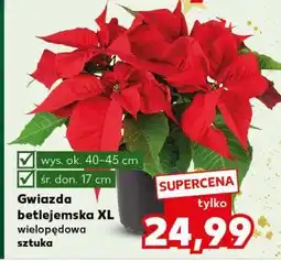 Kaufland Gwiazda betlejemska XL wielopędowa sztuka oferta