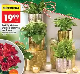 Biedronka Kwiaty zielone w złoto-srebrnej doniczce oferta