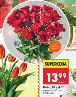 Biedronka Róża, 15 szt oferta