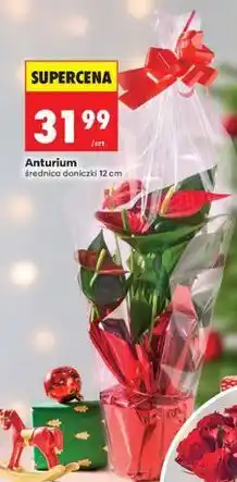 Biedronka Anturium oferta