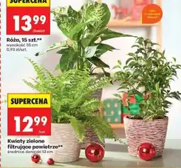 Biedronka Kwiaty zielone filtrujące powietrze oferta