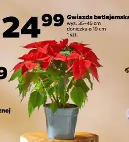 Netto Gwiazda betlejemska oferta