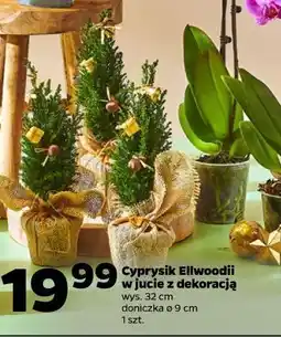 Netto Cyprysik Ellwoodii w jucie z dekoracją oferta