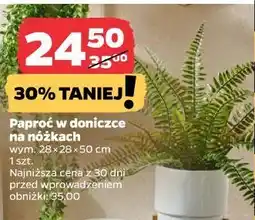 Netto paproć w doniczce na nóżkach oferta