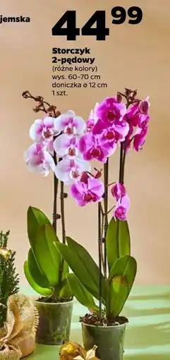 Netto Storczyk oferta