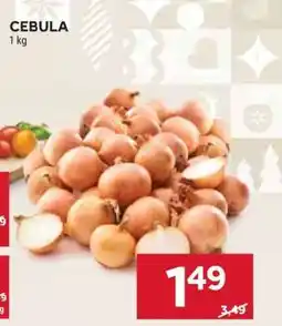 Stokrotka Market Cebula oferta