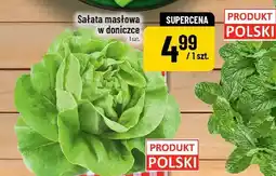 Polomarket Mięta XL w doniczce POLOmarket oferta