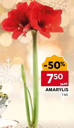 Stokrotka Market Amarylis oferta