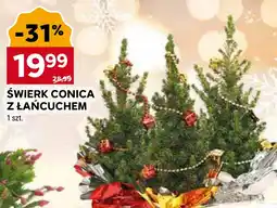 Stokrotka Świerk oferta