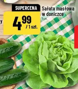 Polomarket Sałata masłowa w doniczce 1 szt oferta