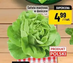 Polomarket Sałata masłowa w doniczce oferta