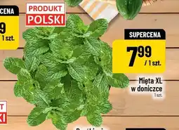 Polomarket Mięta XL w doniczce oferta