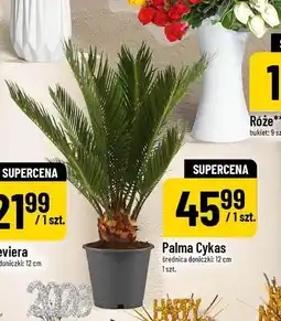 Polomarket Palma Cykas oferta