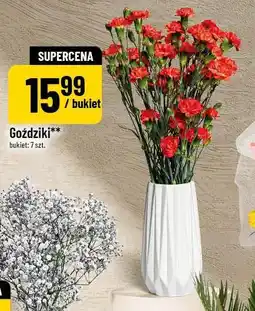 Polomarket Goździki oferta