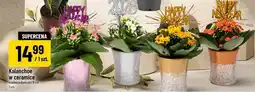 Polomarket Kalanchoe w ceramice oferta