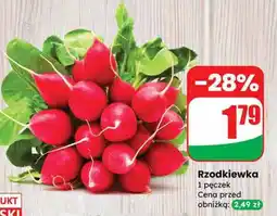 Dino Rzodkiewka oferta