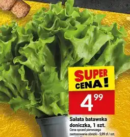 Twój Market Sałata batawska doniczka oferta
