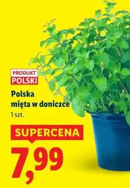 Lidl Polska mięta w doniczce oferta