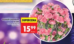 Biedronka Goździk premium, 12 szt oferta