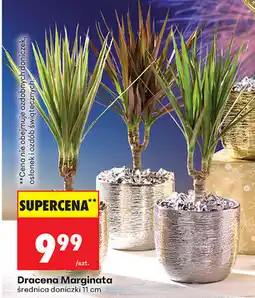 Biedronka Dracena Marginata (średnica doniczki 11 cm) oferta