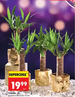 Biedronka Yucca (średnica doniczki 12 cm) oferta