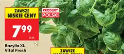 Biedronka Bazylia XL Vital Fresh oferta