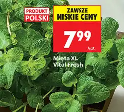 Biedronka Mięta XL Vital Fresh oferta