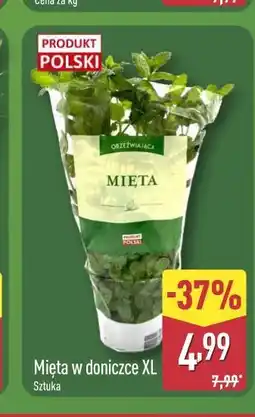 ALDI Mięta w doniczce XL oferta