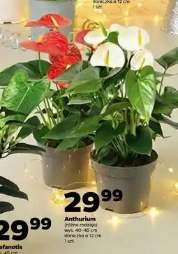 Netto Anthurium (różne rodzaje) oferta