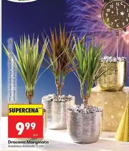 Biedronka Dracena marginata oferta