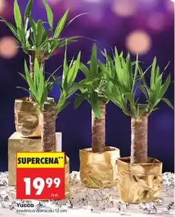 Biedronka Yucca oferta