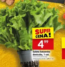 Twój Market Sałata batawska oferta