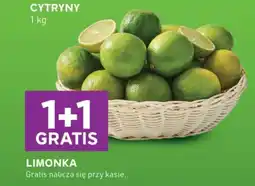 Stokrotka Express Limonka oferta