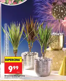 Biedronka Dracena oferta